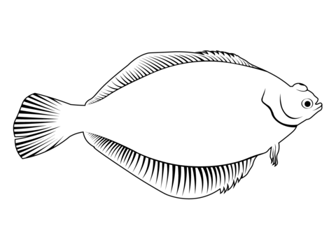 Common Dab (Limanda Limanda) Coloring Page